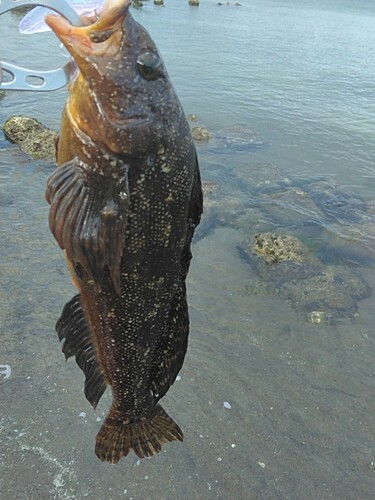 クジメの釣果