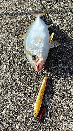 ネリゴの釣果