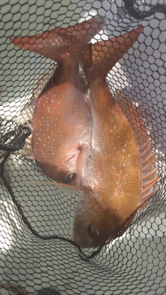 マダイの釣果