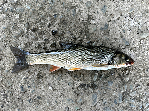 ウグイの釣果