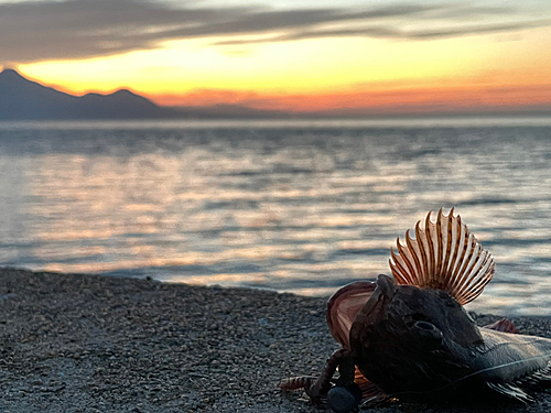 アラカブの釣果