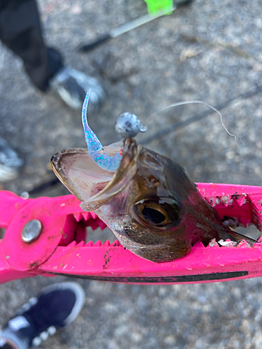 ムツの釣果