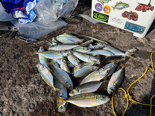 アジの釣果