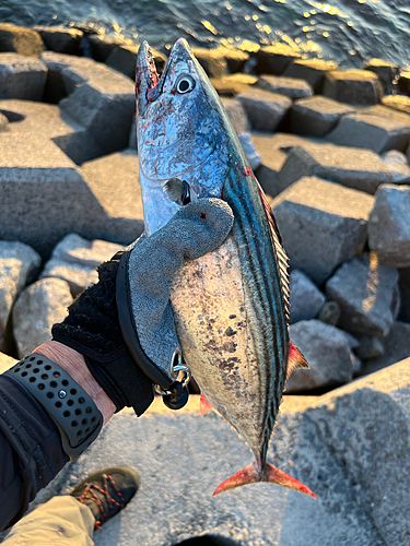 ハガツオの釣果