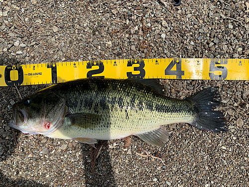 ブラックバスの釣果