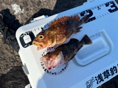 アラカブの釣果