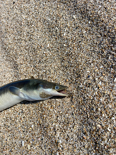 チチブの釣果