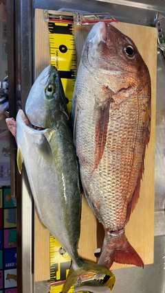 マダイの釣果