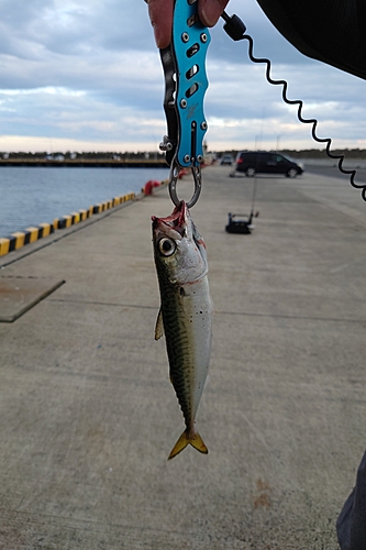 サバの釣果