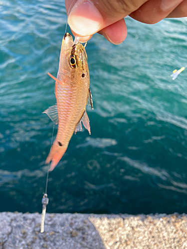 ネンブツダイの釣果