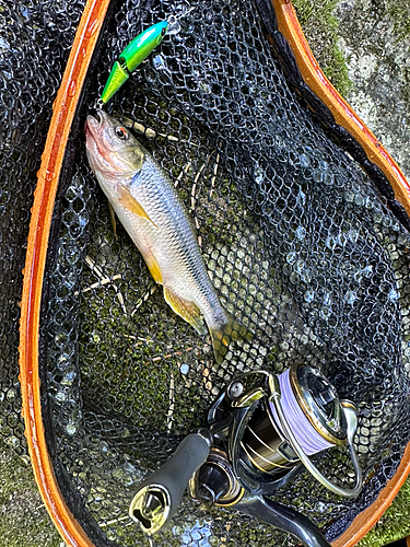 カワムツの釣果