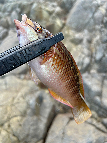 アカササノハベラの釣果