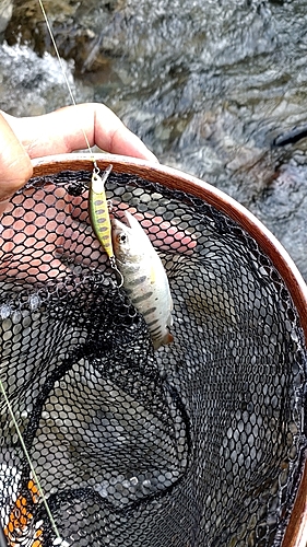 アマゴの釣果