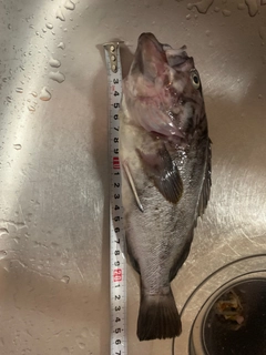 クロソイの釣果