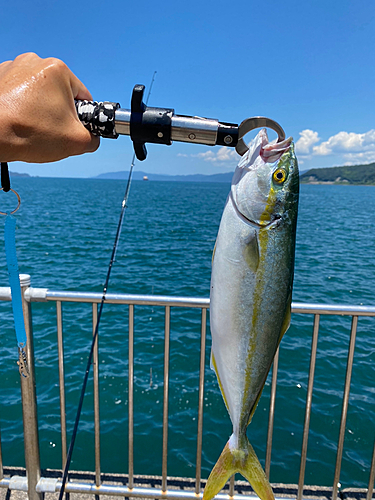 ツバスの釣果