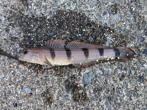 リュウグウハゼの釣果