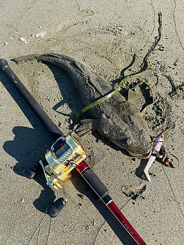 マゴチの釣果