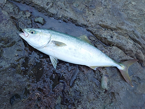 イナダの釣果