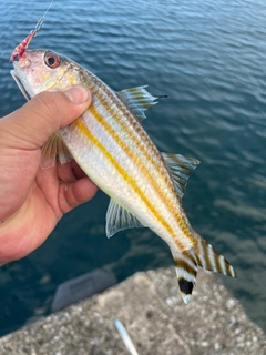 ミナミヒメジの釣果