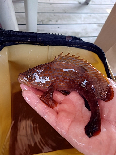 キジハタの釣果