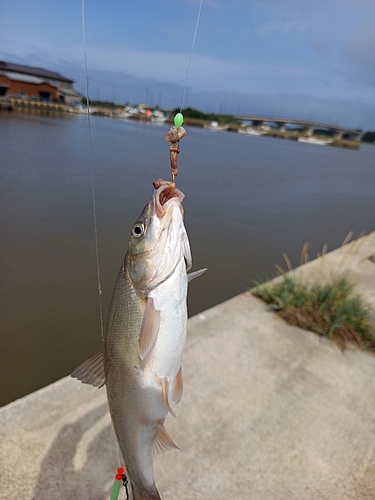 ウグイの釣果