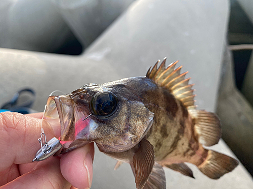 メバルの釣果