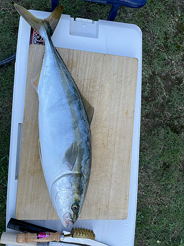 ハマチの釣果