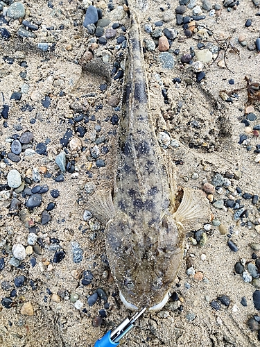 マゴチの釣果