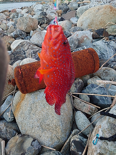 ユカタハタの釣果