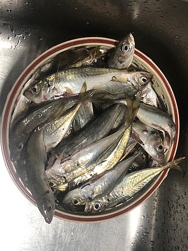 アジの釣果