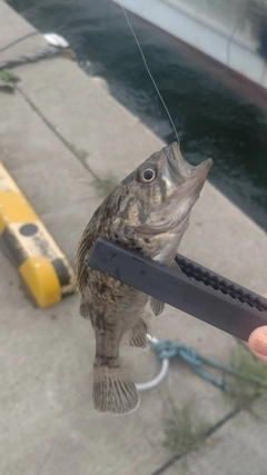 クロソイの釣果