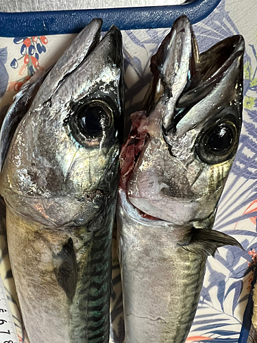 サバの釣果