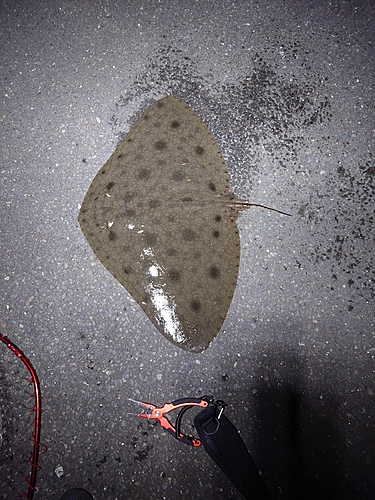 ツバクロエイの釣果