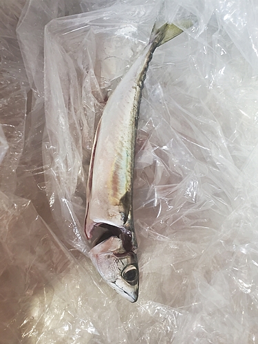 サバの釣果