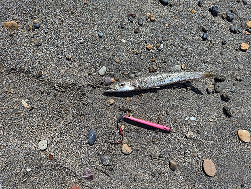 カマスの釣果