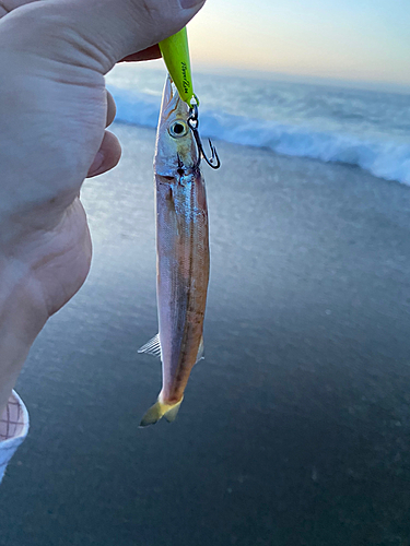 カマスの釣果