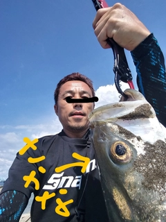 スズキの釣果