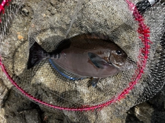 サンノジの釣果