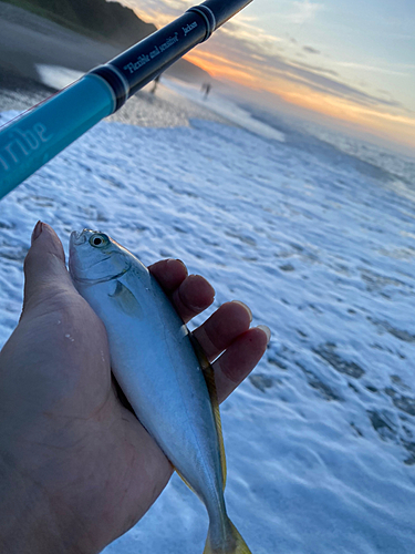 ワカシの釣果