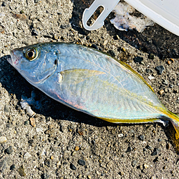 スケコマシの釣果