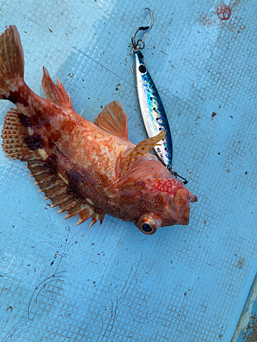 アラカブの釣果