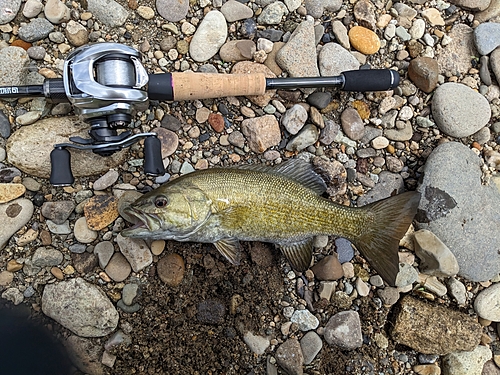 スモールマウスバスの釣果