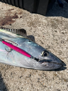 ハガツオの釣果