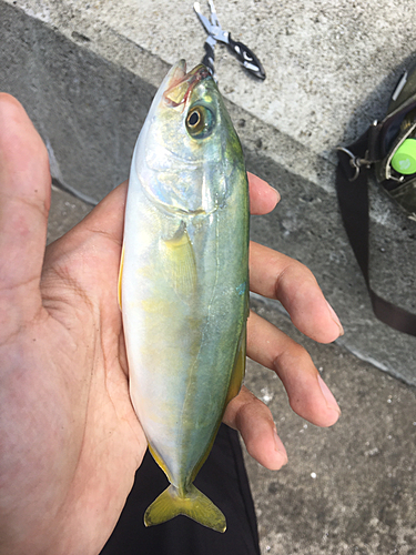 ツバスの釣果