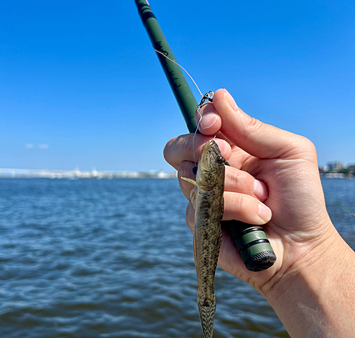 マハゼの釣果