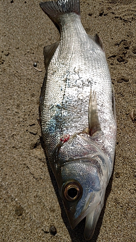 セイゴ（ヒラスズキ）の釣果