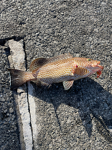 オオモンハタの釣果