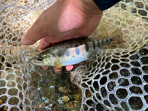 ヤマメの釣果