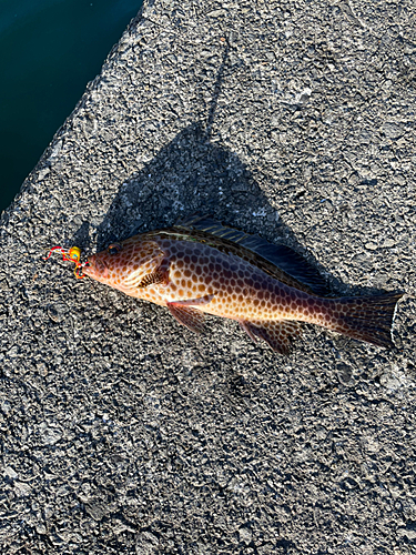 オオモンハタの釣果