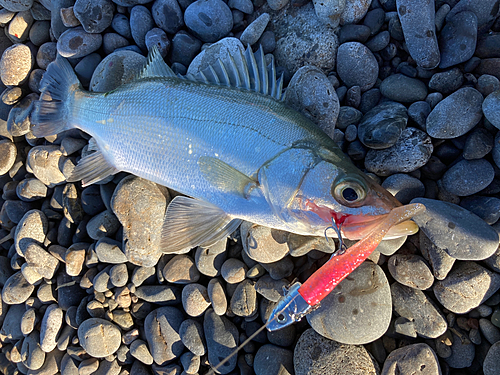 セイゴ（ヒラスズキ）の釣果